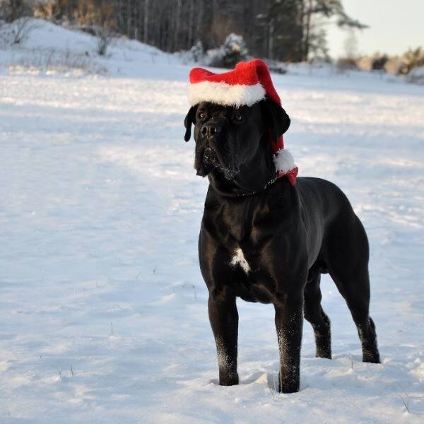 Hund - Cane Corso - Loke