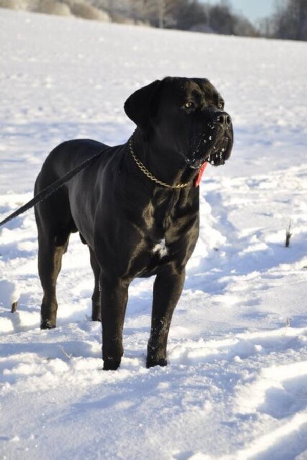 Hund - Cane Corso - Loke