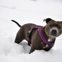 Staffordshire Bullterrier - Noor