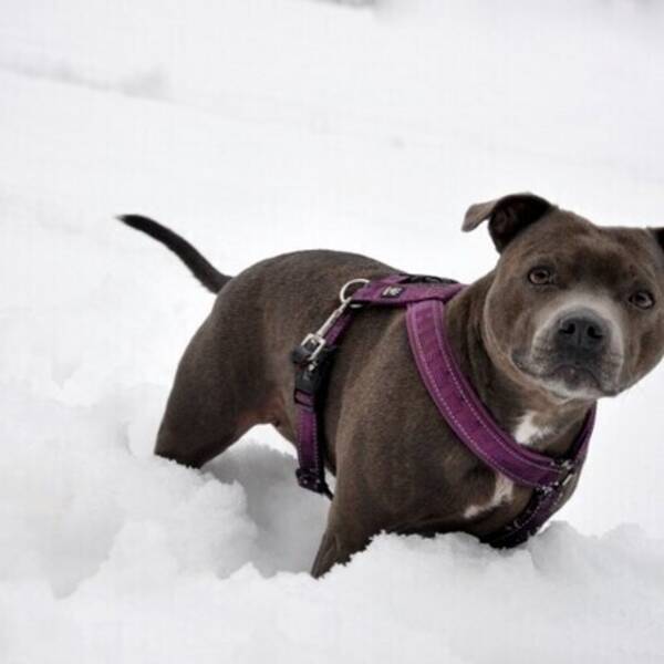 Hund - Staffordshire Bullterrier - Noor