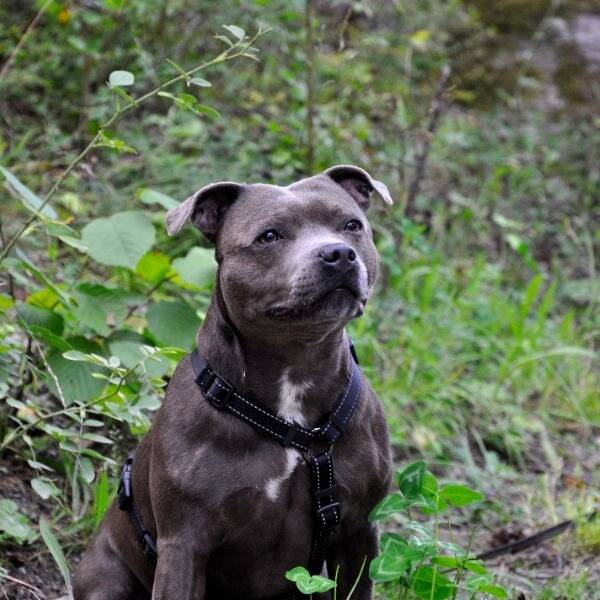 Hund - Staffordshire Bullterrier - Noor