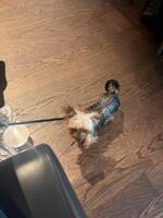 Mini Yorkshireterrier 