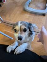 Blandrasen Milou Blandrasen Milou