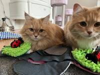 Lone och Lejon Lone och Lejon