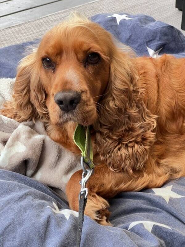 Hund - Cocker Spaniel Hund - Cocker Spaniel