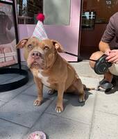 American Bully American Bully