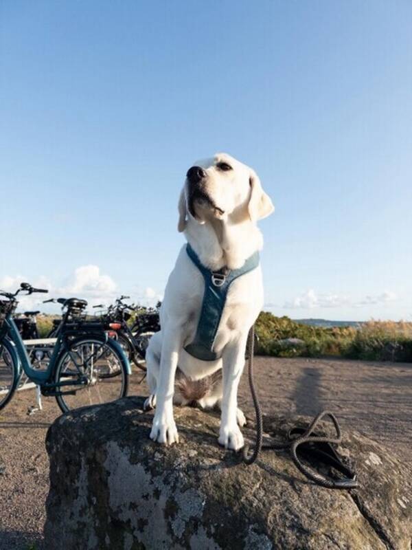 Hund - Labrador Riley