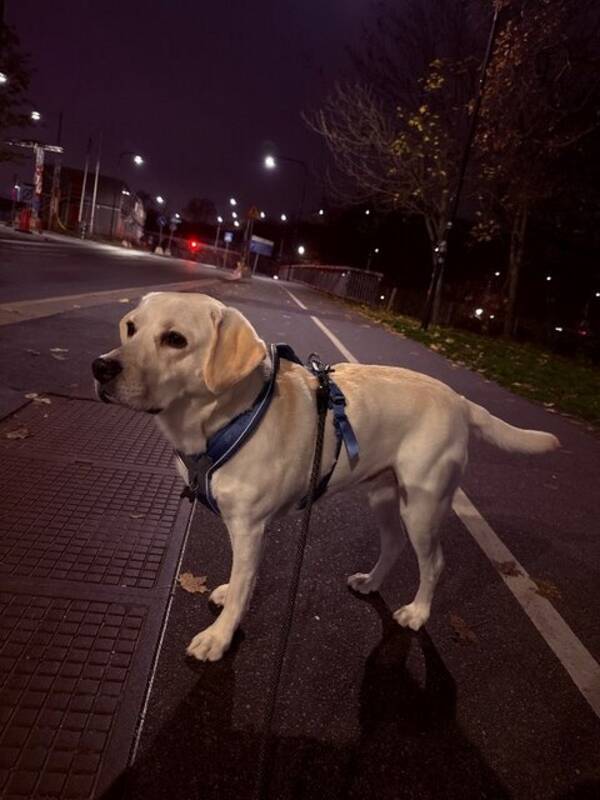 Hund - Labrador Riley