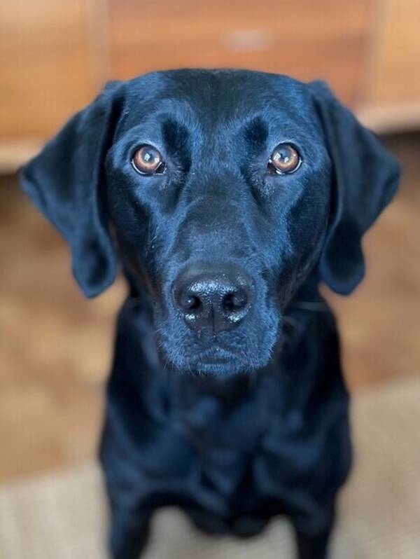 Hund - Labrador Alice