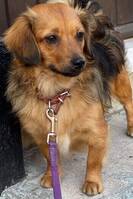 Corgie/Tibetansk spaniel Corgie/Tibetansk spaniel