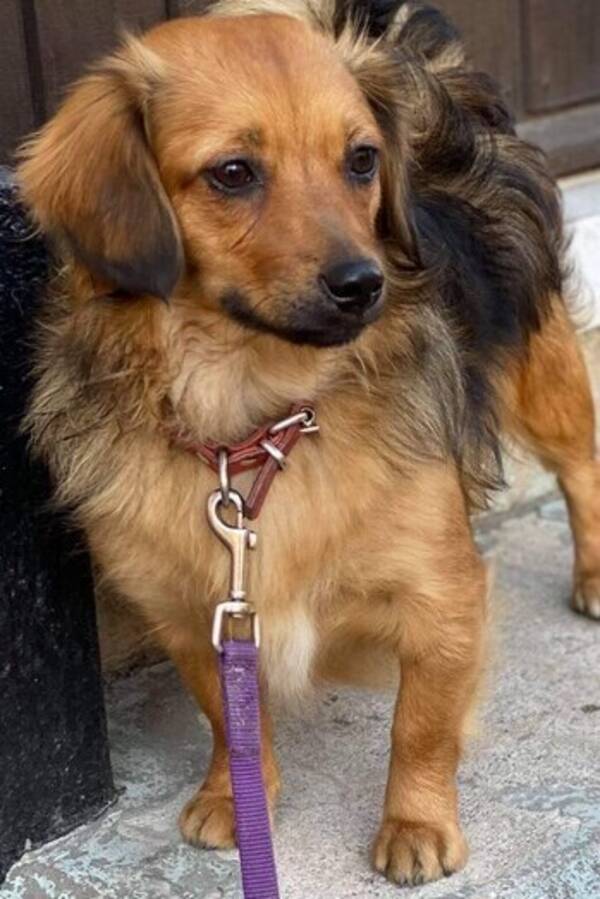 Hund - Corgie/Tibetansk spaniel