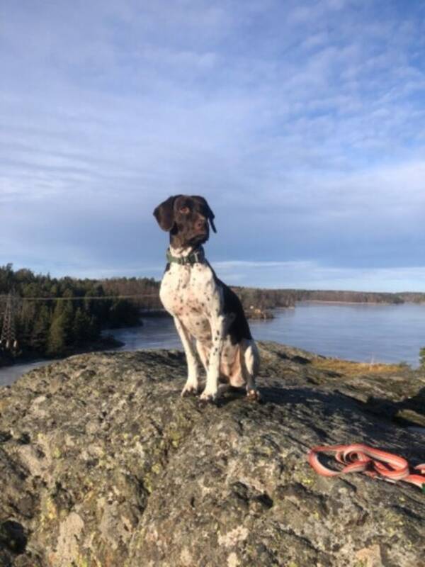 Hund - Gammel danska hnsehunden Emmy