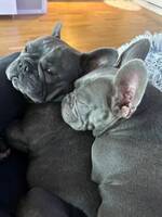 Tesla/ Fransk bulldog Tesla/ Fransk bulldog