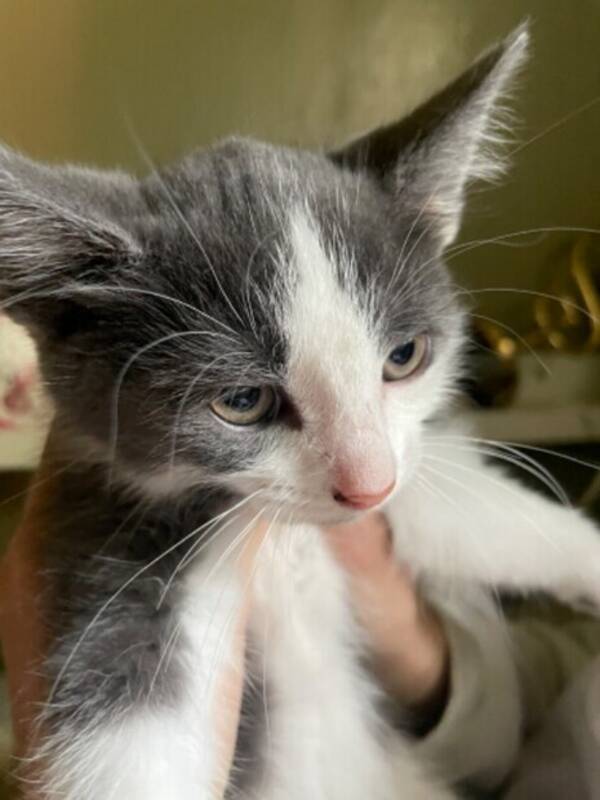 Katt - Karim  Katt - Karim