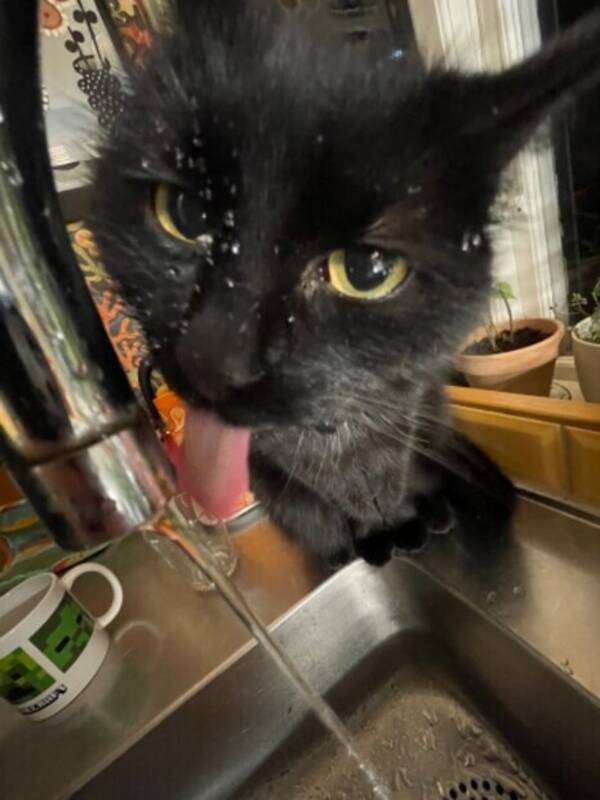 Katt - Kasper Katt - Kasper