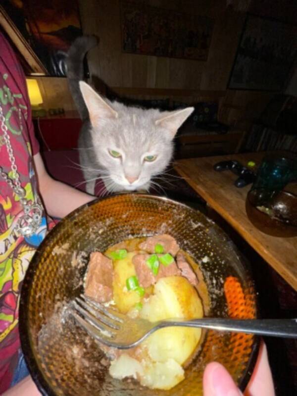 Katt - Kajsa  Katt - Kajsa