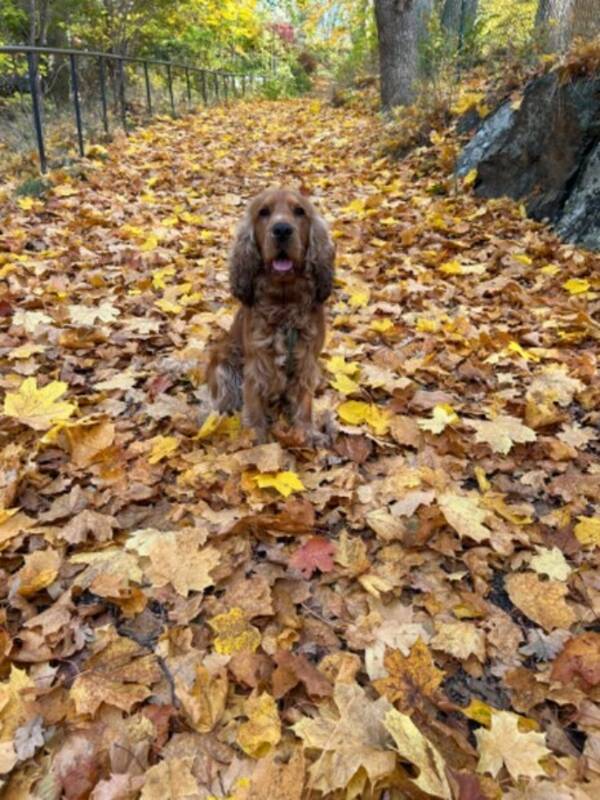 Hund - Harry Cockerspanieln 