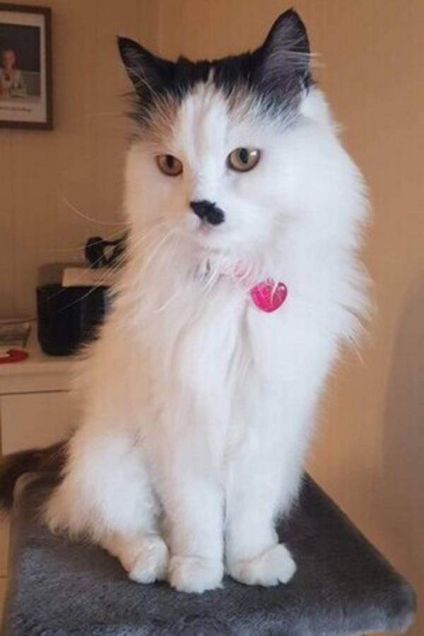 Katt - Pernille Katt - Pernille