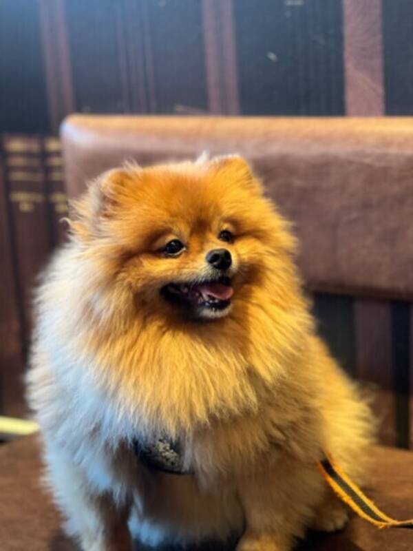 Hund - Pomeranian