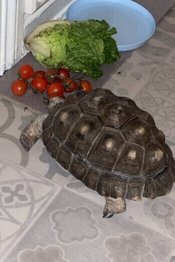 Annet - Landskilpadde  Annet - Landskilpadde