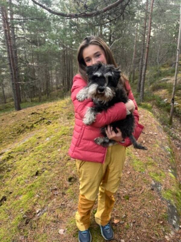 Hund - Kul schnauzer Hund - Kul schnauzer