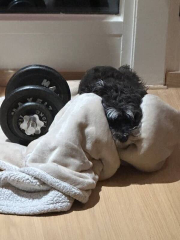 Hund - Kul schnauzer Hund - Kul schnauzer