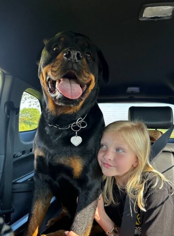 Hund - Rottmweiler