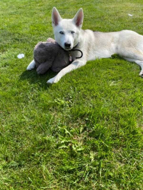 Hund - Siberian Husky 