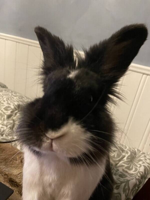 Annet - Kanin, Bella Annet - Kanin, Bella