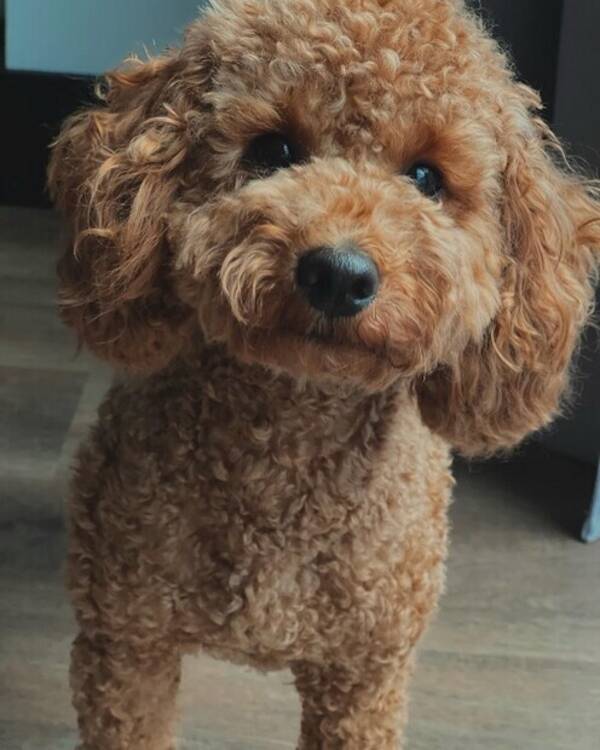 Hund - Dvärgpudeln Toffee Hund - Dvärgpudeln Toffee