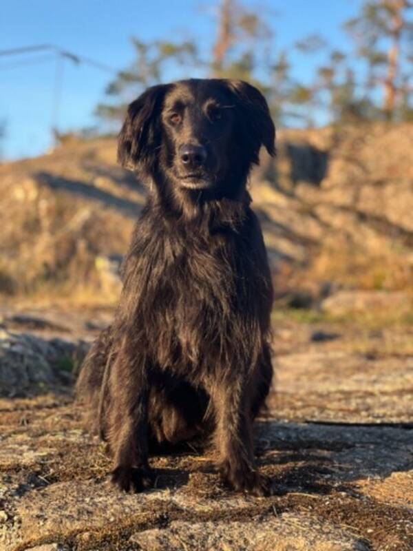 Hund - Flatcoated retriver, mamma och dotter