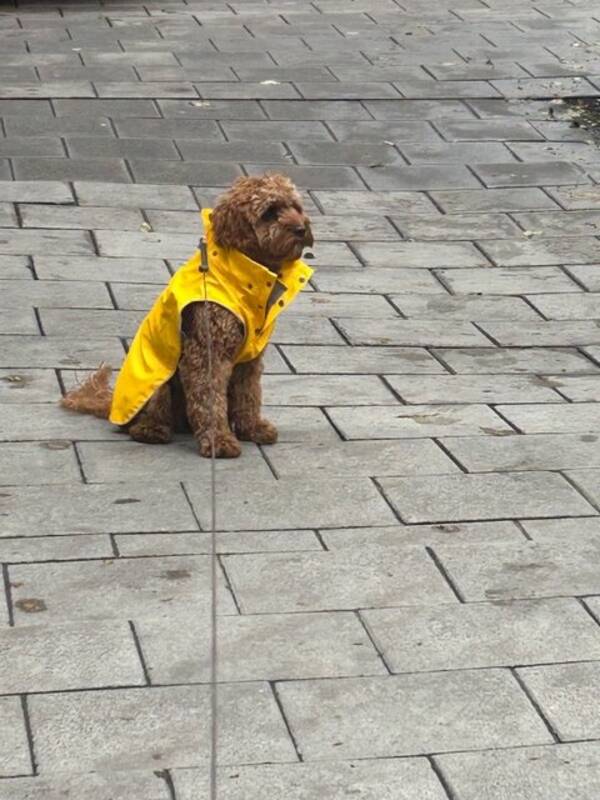 Hund - Cavapoo 