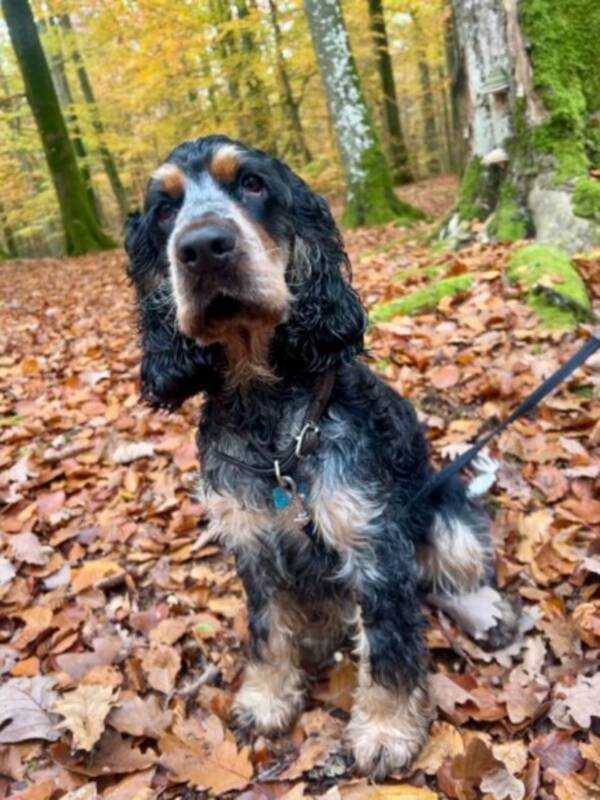 Hund - Cocker spaniel Sam