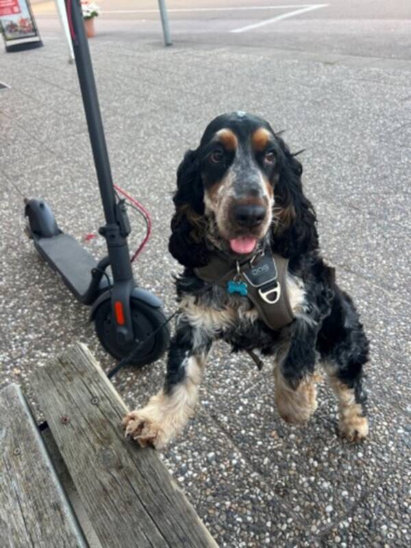 Hund - Cocker spaniel Sam