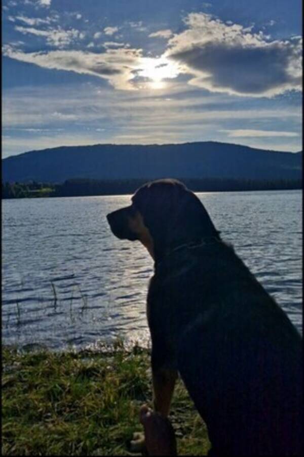 Hund - Rotwailler  Hund - Rotwailler