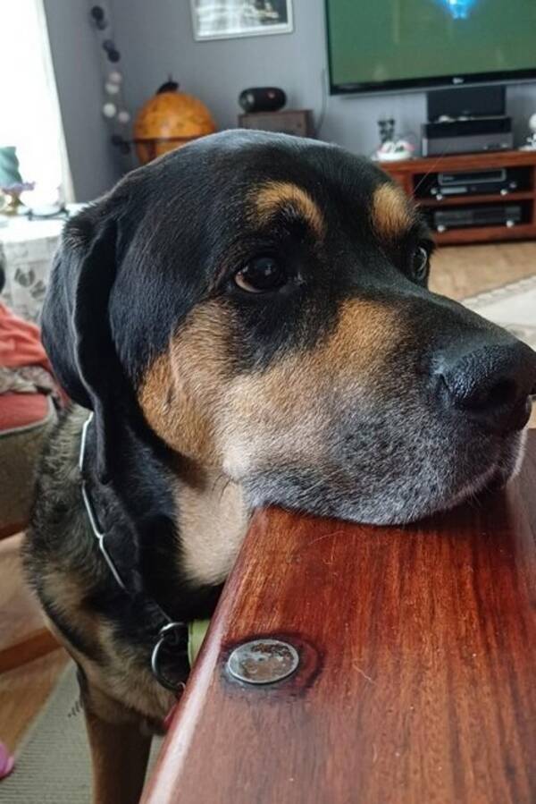 Hund - Rotwailler  Hund - Rotwailler