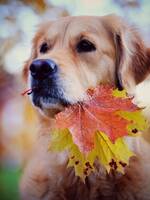 Golden retriever, Flinga