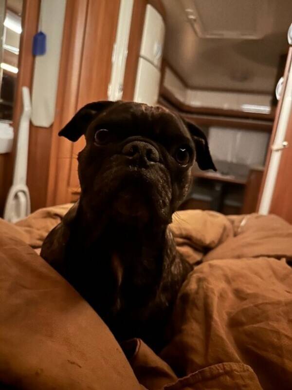 Hund - Fropsen Milo Hund - Fropsen Milo