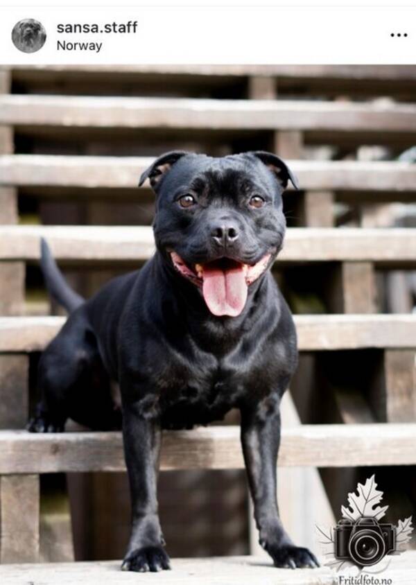 Hund - Staffordshire bullterrier sansa