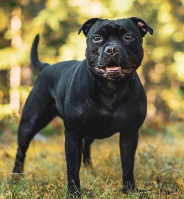 Hund - Staffordshire bullterrier «sansa» Hund - Staffordshire bullterrier «sansa»