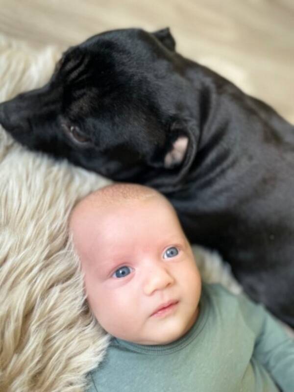 Hund - Staffordshire bullterrier sansa