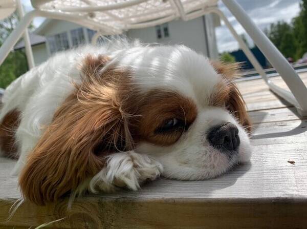 Hund - Lady Margit von Glufs