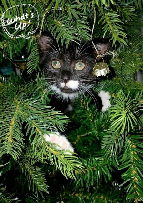 Katt - Pussy cat  Katt - Pussy cat