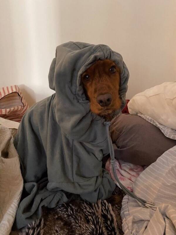 Hund - Molle: Engelsk Cocker Spaniel
