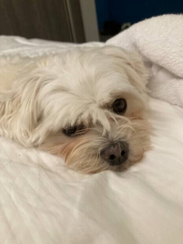 Hund - Maltesern Candy 