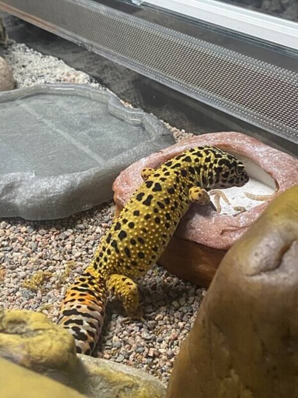 vrigt - Majgull, leopardgecko