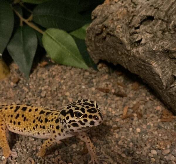 vrigt - Majgull, leopardgecko