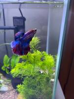 Fisken Teddy Fisken Teddy