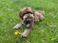 Charmiga Sixten Charmiga Sixten