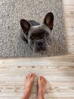 Vofflan, Fransk Bulldog Vofflan, Fransk Bulldog